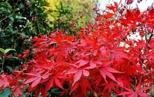 武漢植物園紅楓谷紅葉在哪里(乘車路線+游玩攻略)